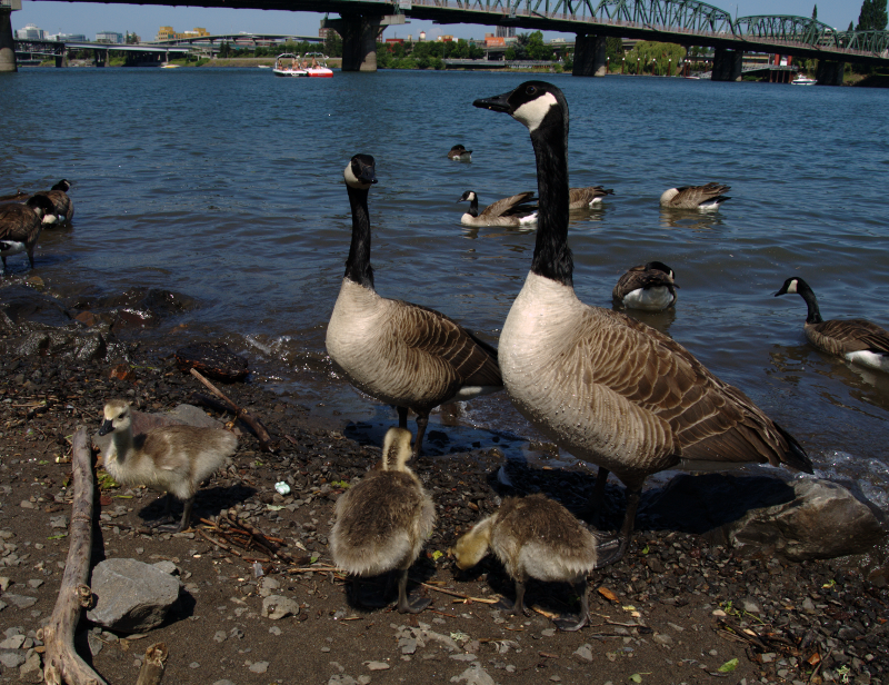 Carmen the Canada Goose gosling and her family