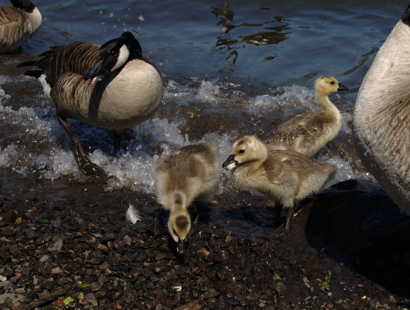 Carmen the Canada Goose gosling