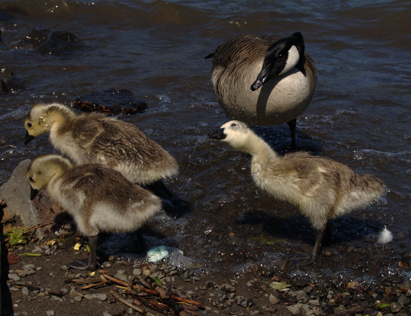Carmen the Canada Goose gosling