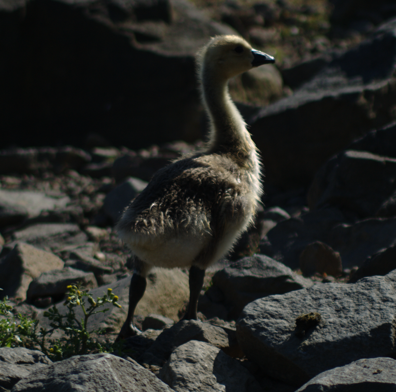 Canada Goose gosling