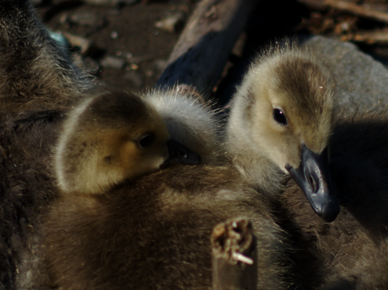 Goslings
