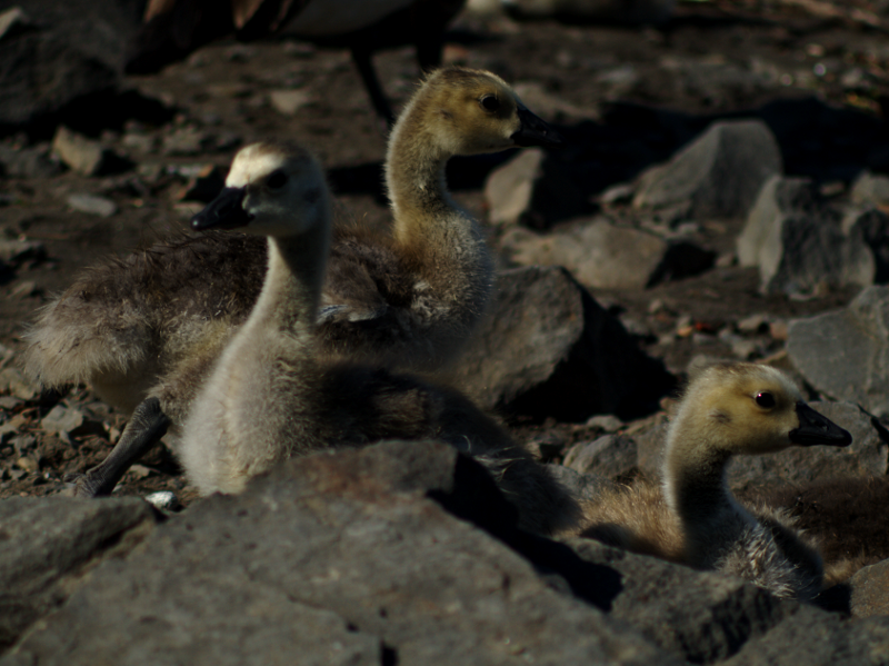 Canada Goose goslings