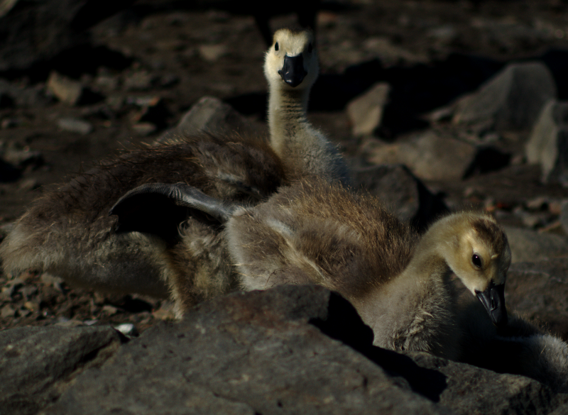 Canada Goose goslings