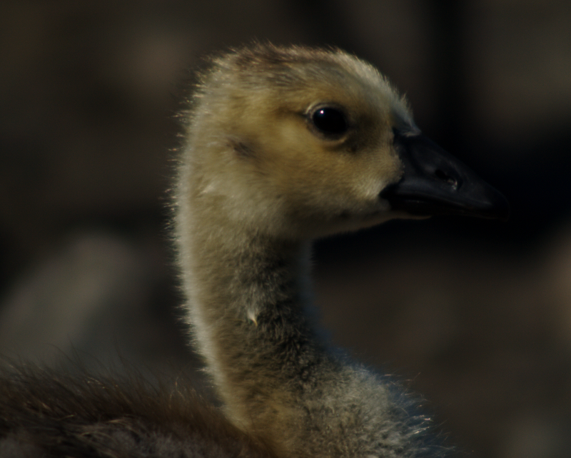 Canada Goose goslings