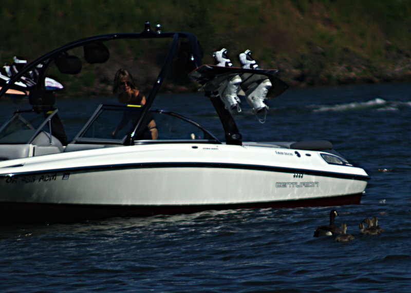 Geese begging at boats