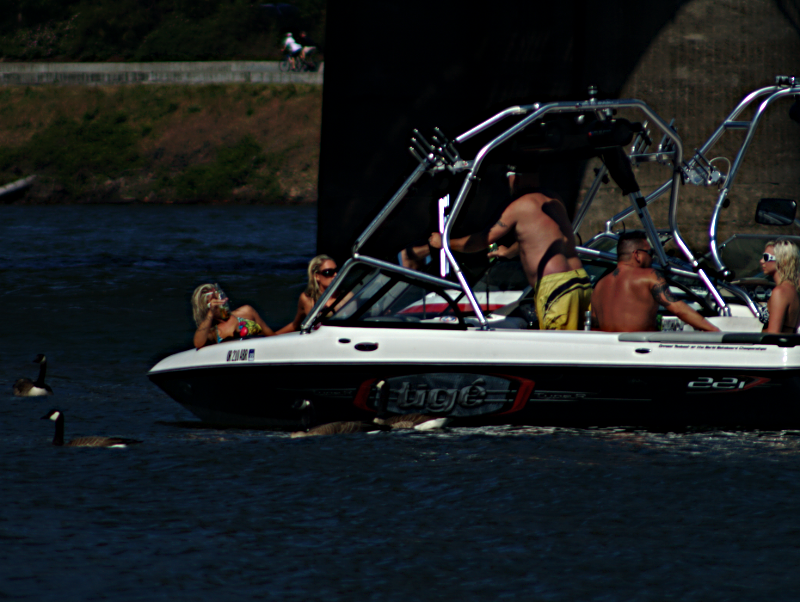 Geese begging at boats