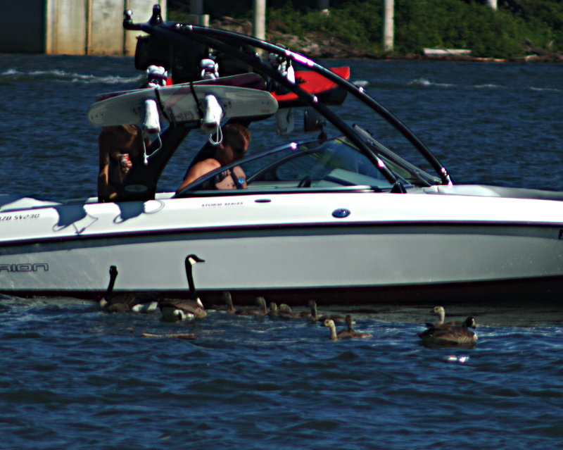 Geese begging at boats