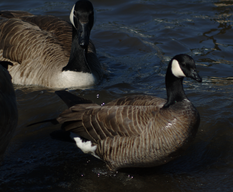 Cackling Canada Goose