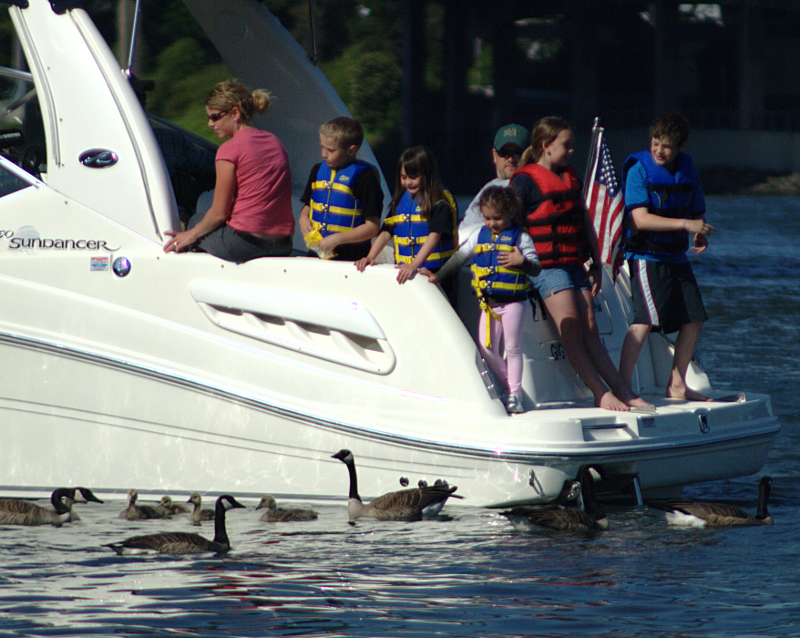 Geese begging at boats