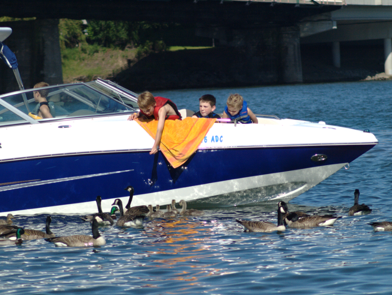 Geese begging at boats