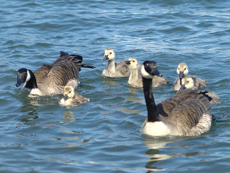 Canada Goose family