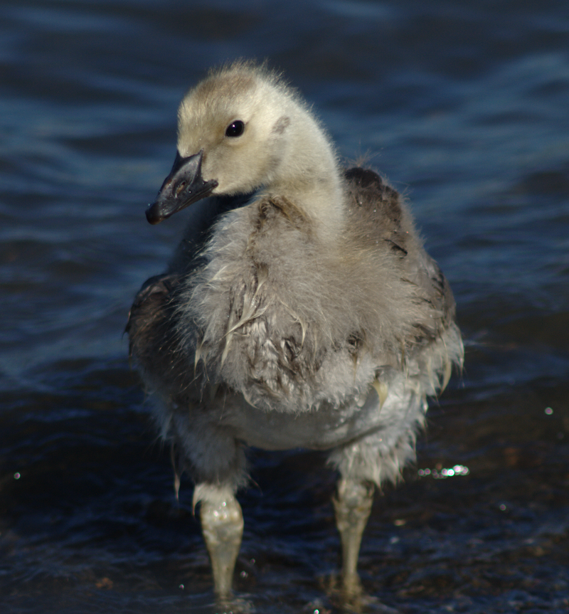 Canada Goose gosling
