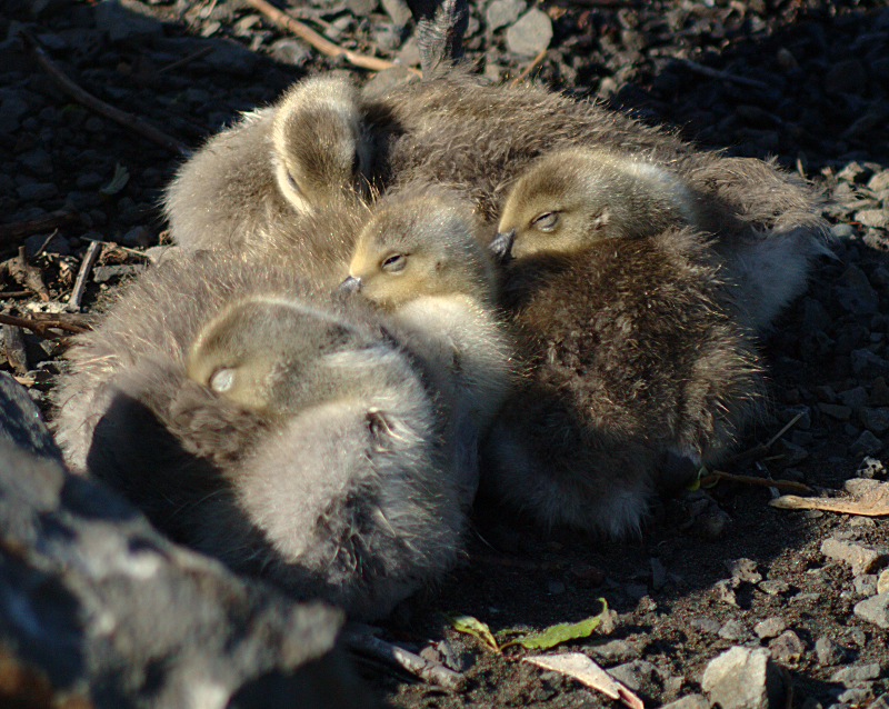 Canada Goose goslings, sleeping