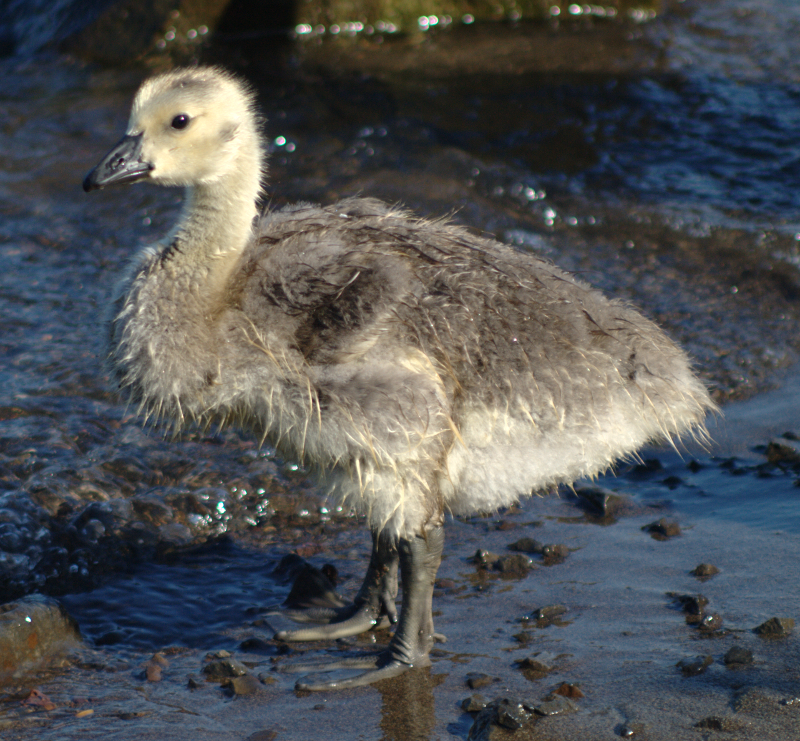 Canada Goose gosling