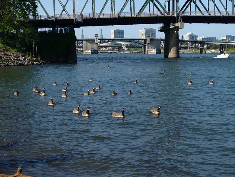 Canada Geese cruising