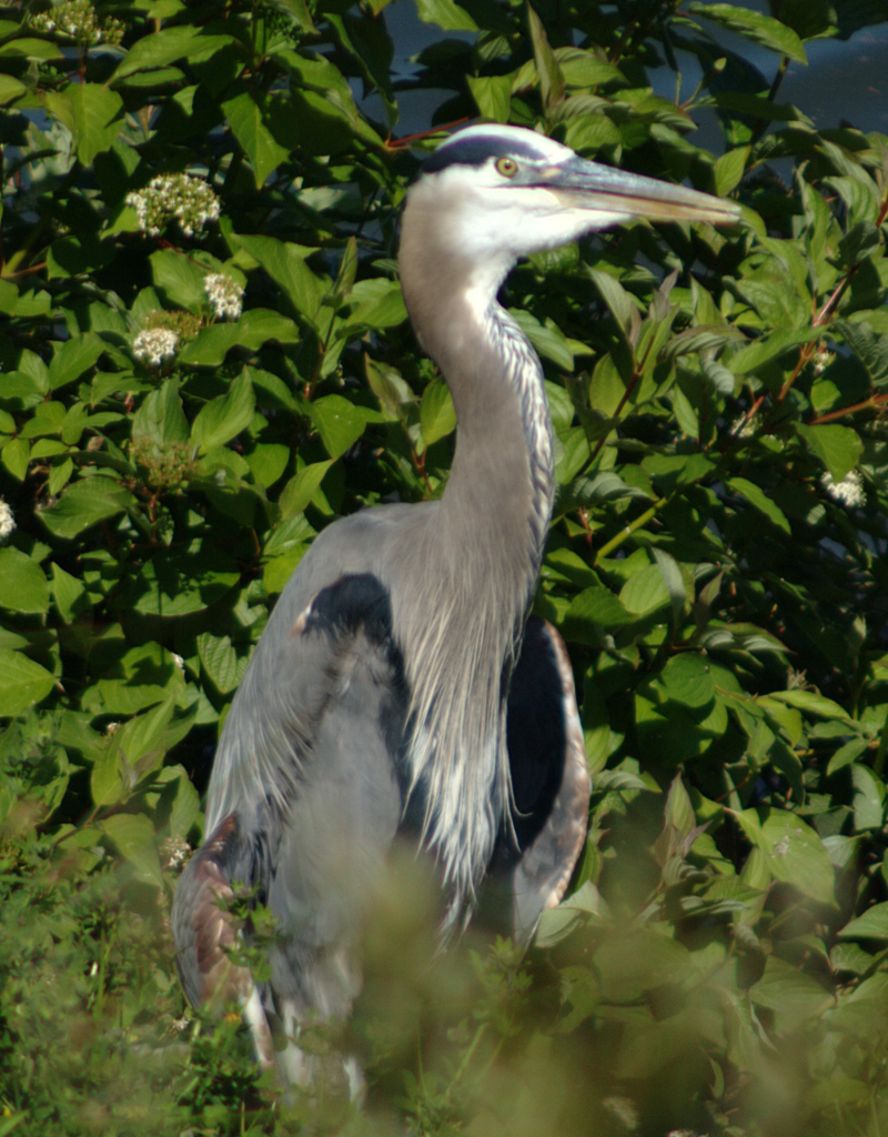 Great Blue Heron