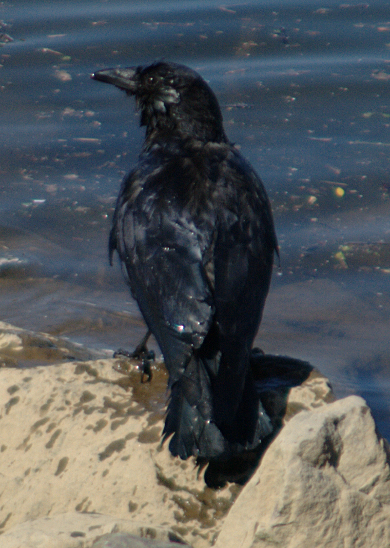 Crow bathing