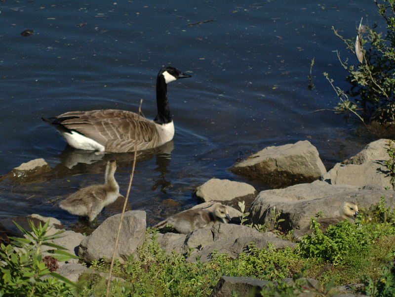 Canada Goose family