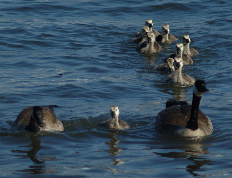 Canada Geese family with 9 goslings