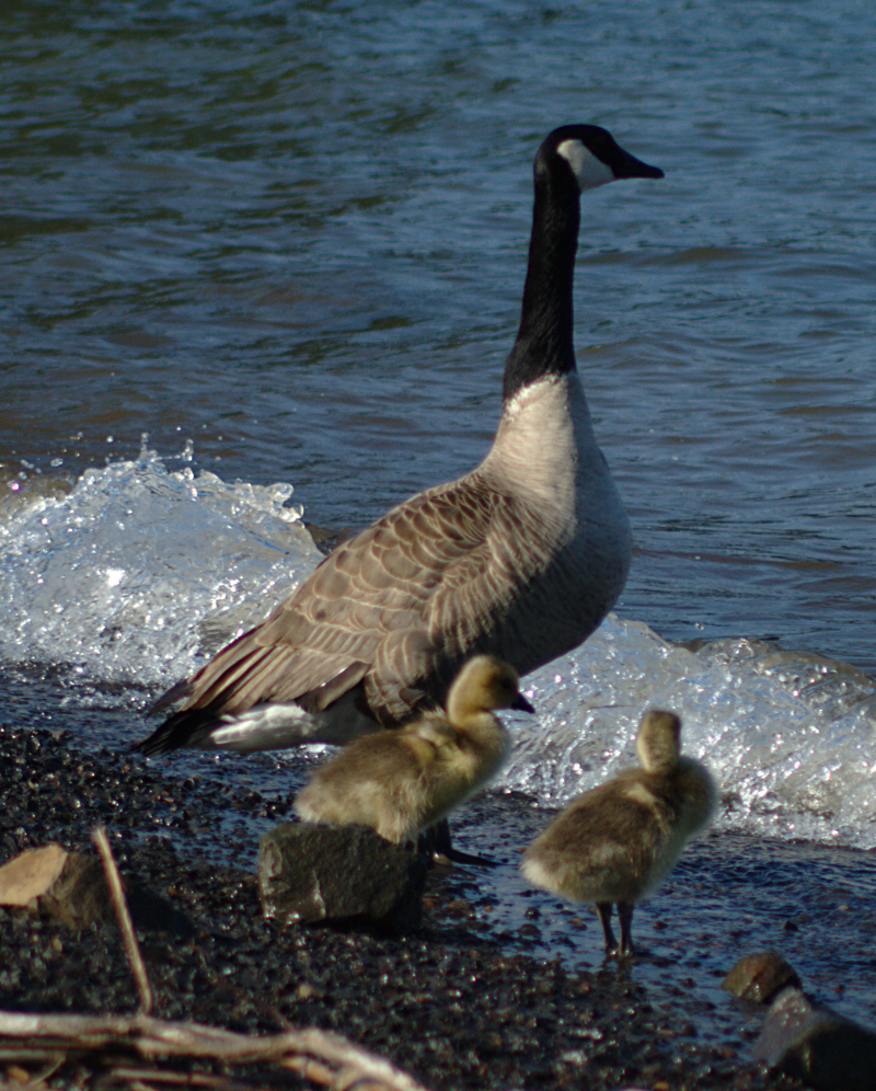 Canada Geese family with 2 goslings