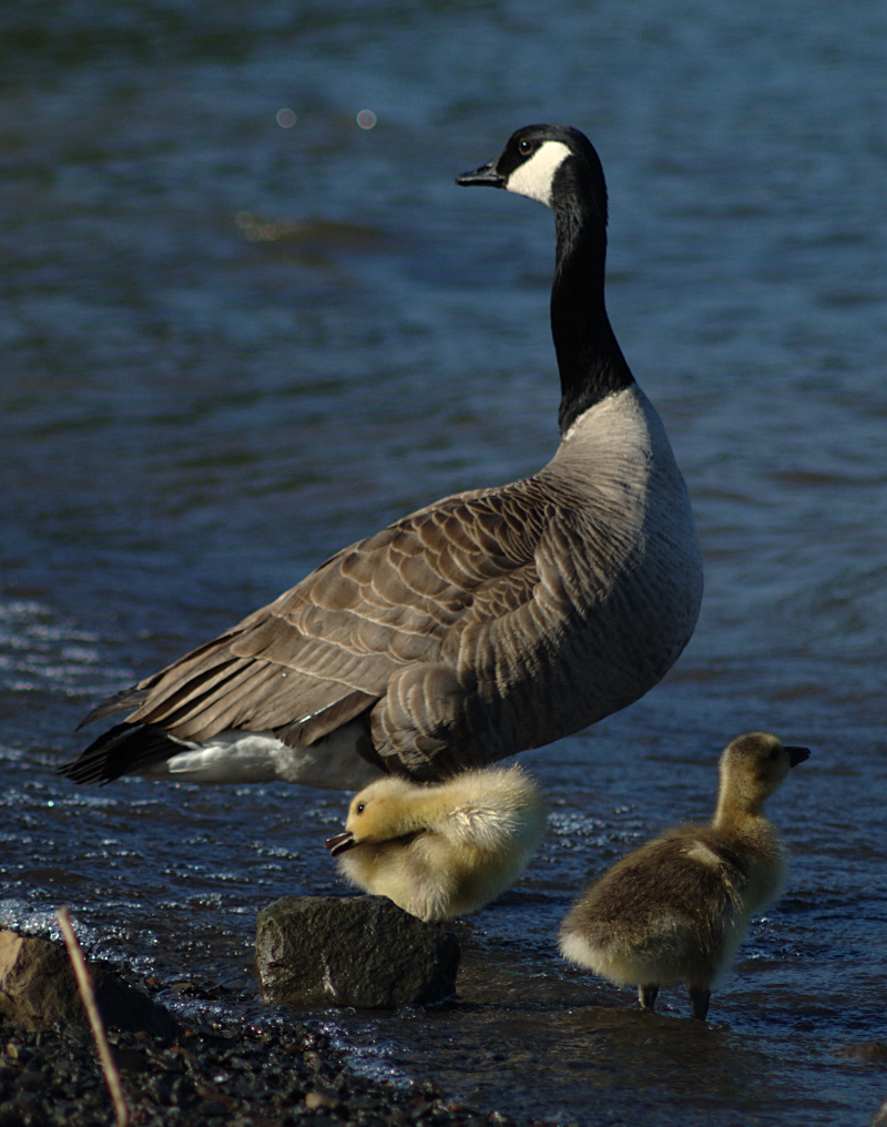 Canada Geese famil`y with 2 goslings