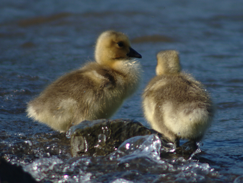 Canada Goose Goslings