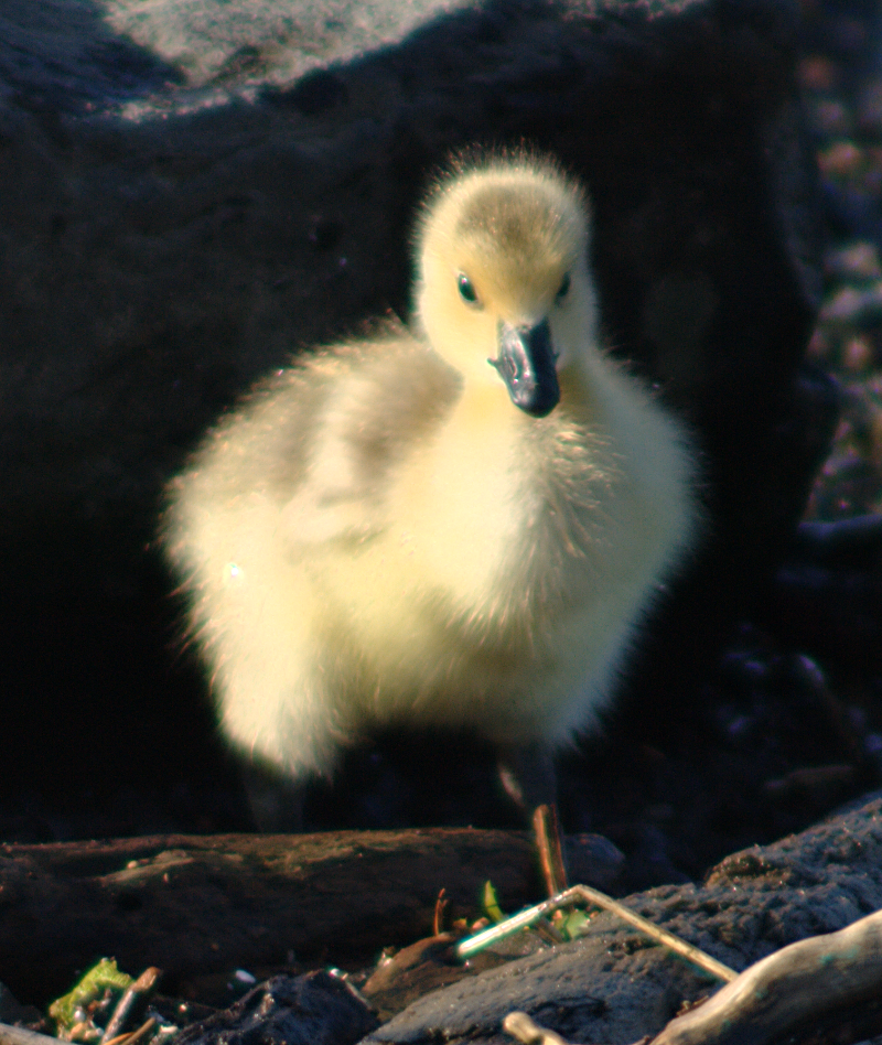 Canada Goose Gosling