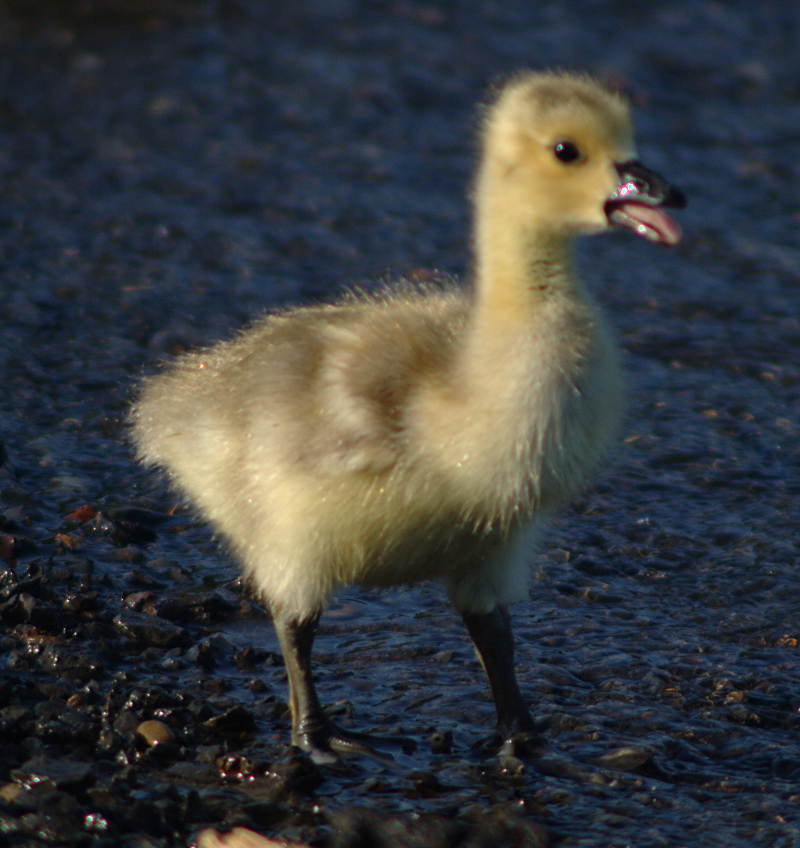 Canada Goose Gosling