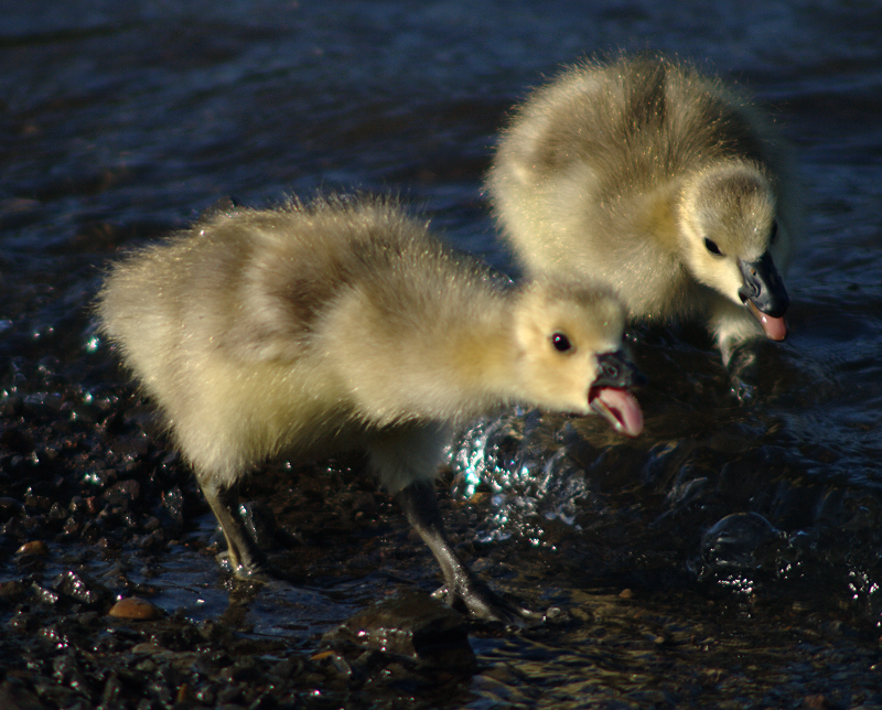 Canada Geese family with 2 goslings