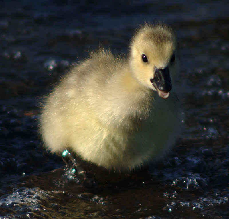 Canada Geese gosling