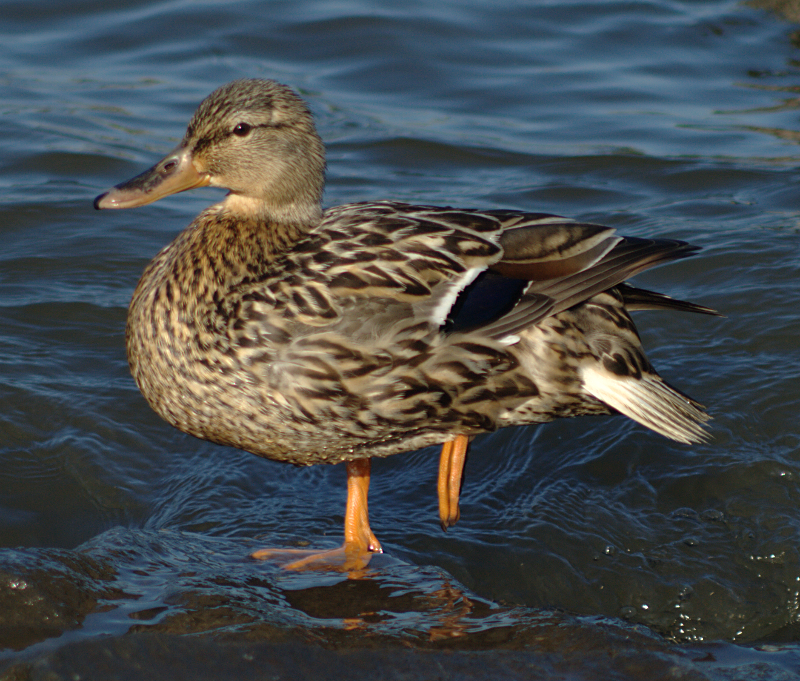 Mallard Duck