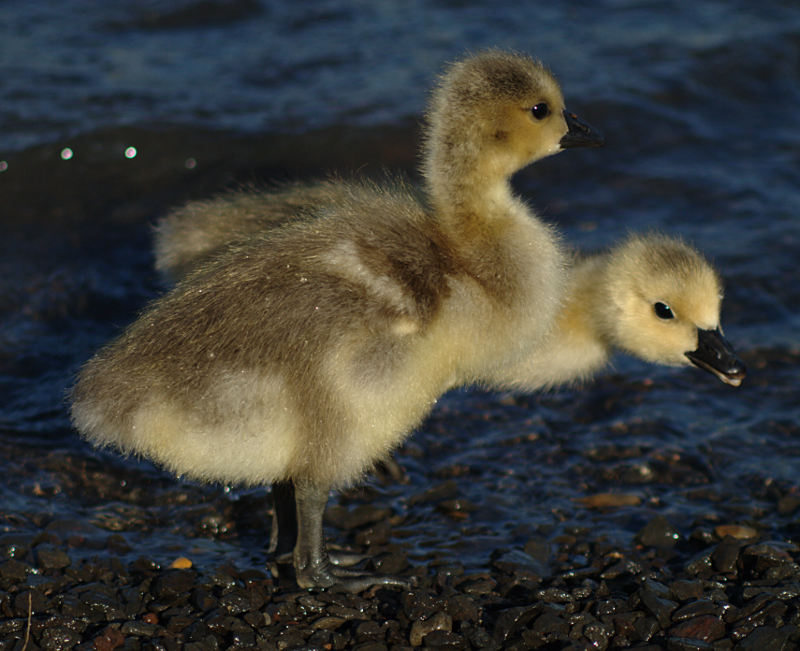 Canada Goose Goslings