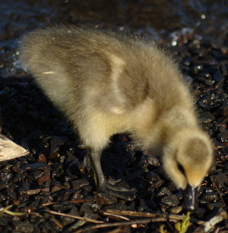 Canada Goose Gosling