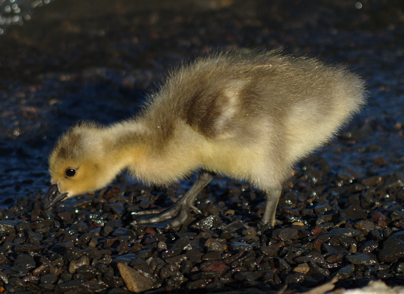 Canada Goose Gosling