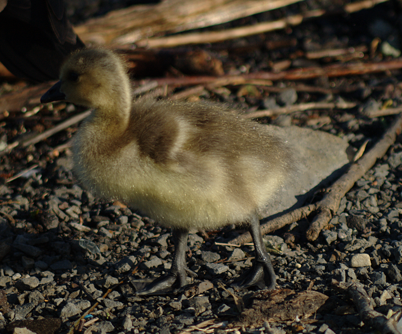 Canada Geese gosling