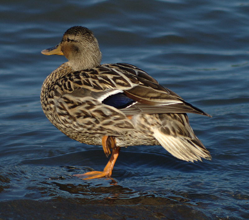 Mallard Duck