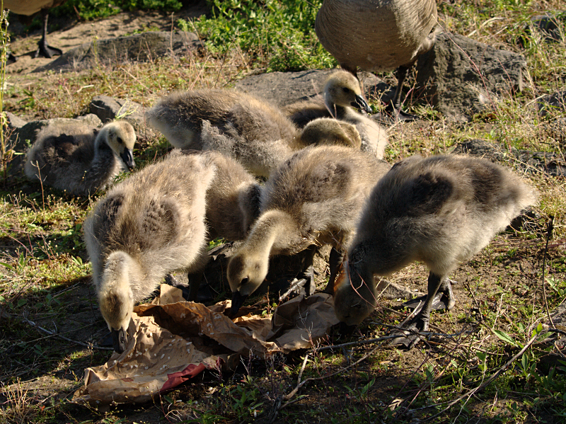 Canada Goose Family
