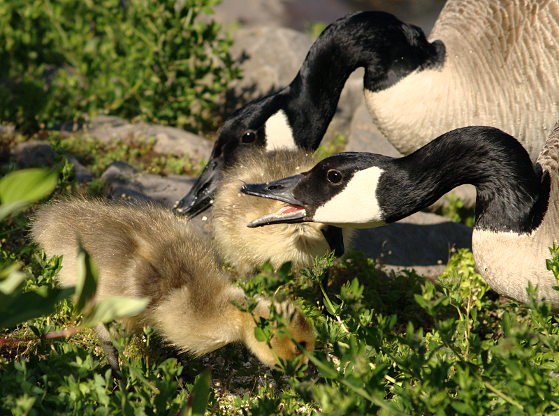 Canada Geese and Goslings