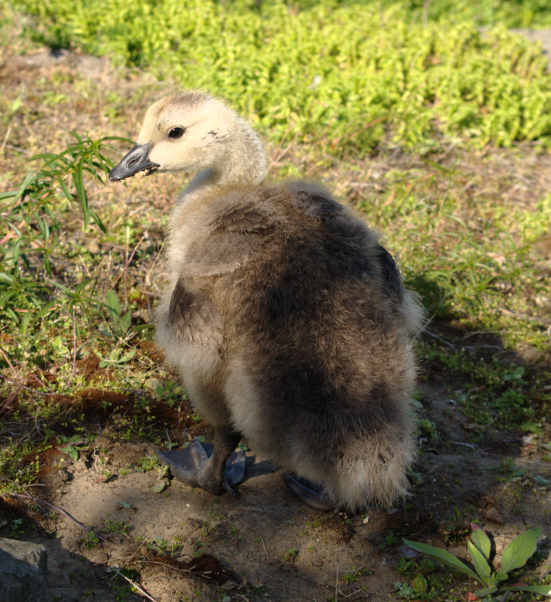 Canada Goose Gosling