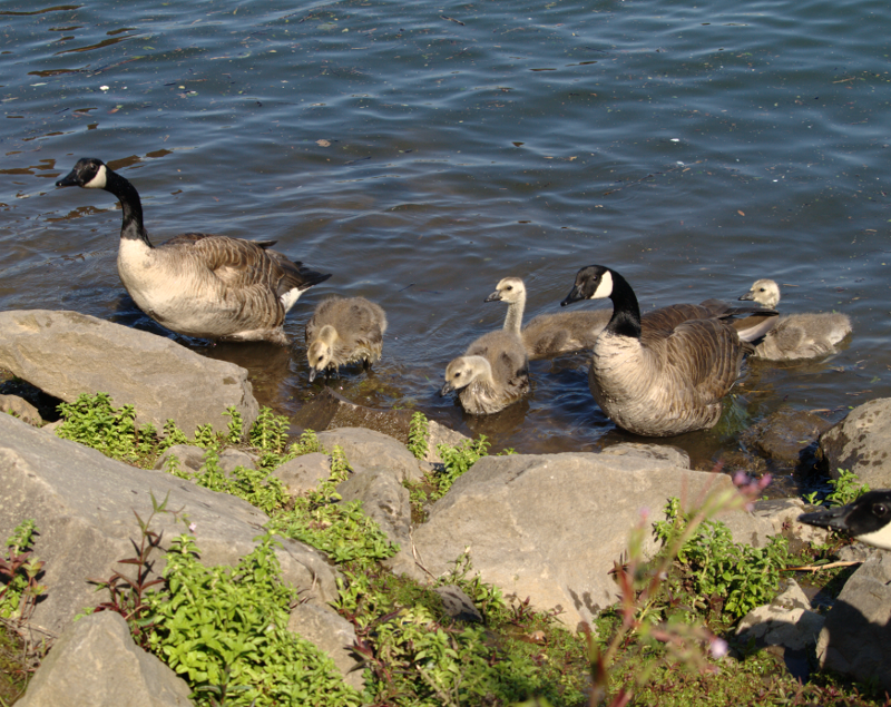 Canada Goose family