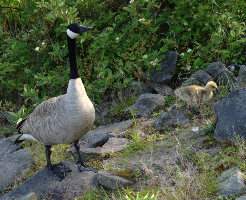 Canada Goose + gosling