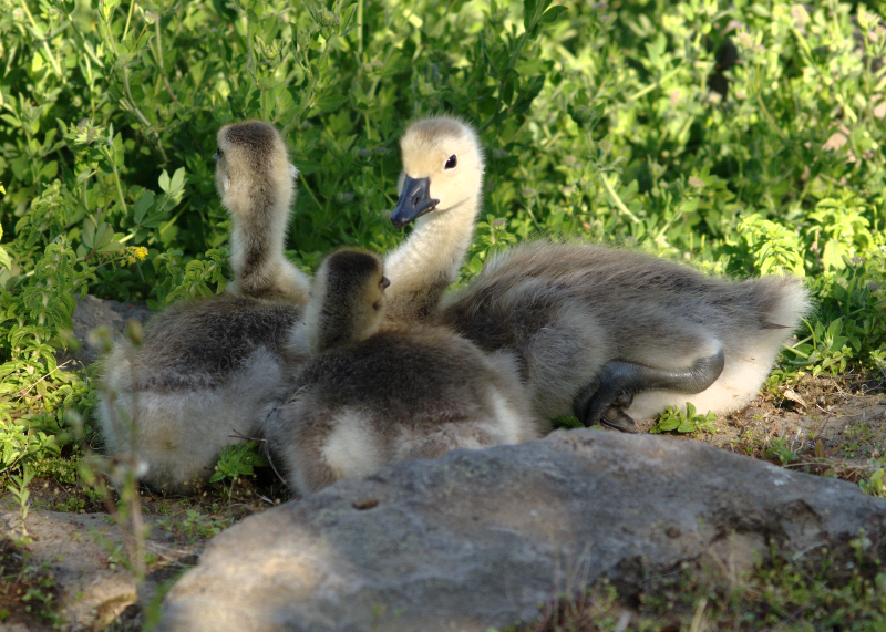 Carmen the Canada Goose Gosling and Family