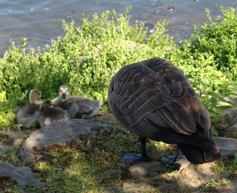 Canada Geese and Goslings