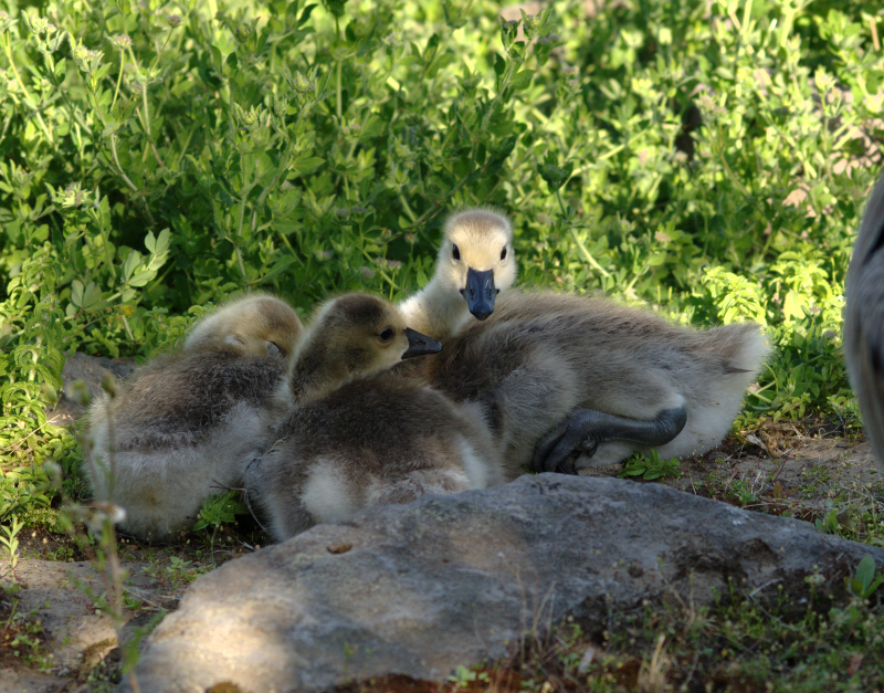 Carmen the Canada Goose Gosling