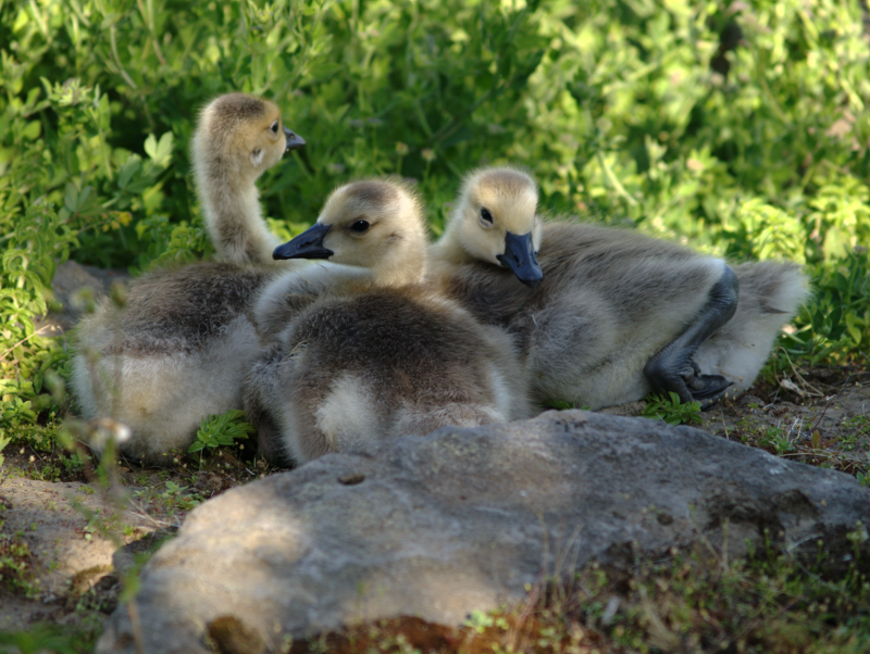 Canada Goose goslings