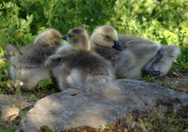 Canada Goose goslings