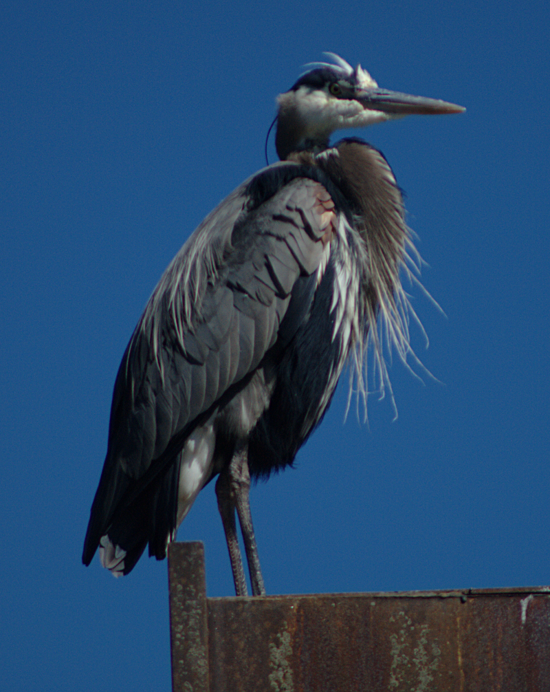 Great Blue Heron