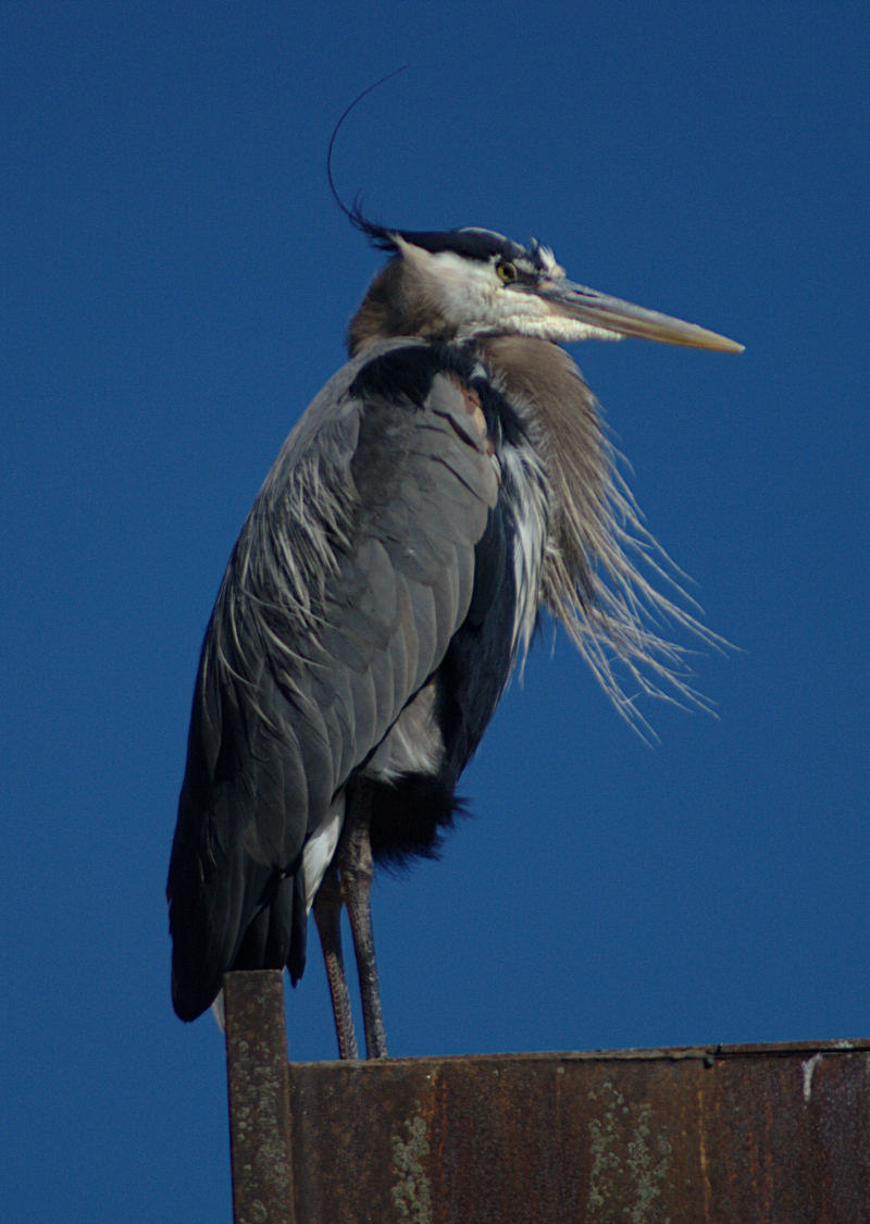 Great Blue Heron