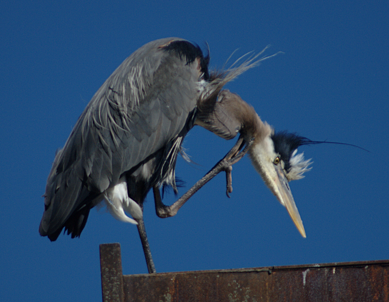 Beethoven the Great Blue Heron