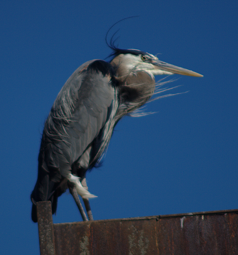 Beethoven the Great Blue Heron